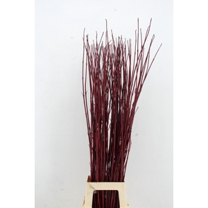 CORNUS ALBA SIBIRICA 120CM