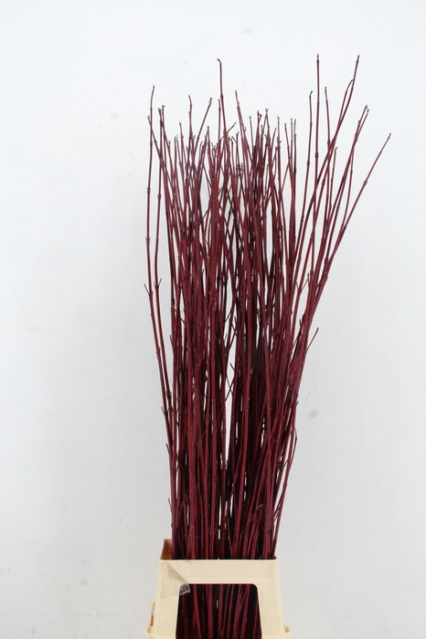 <h4>CORNUS ALBA SIBIRICA 120CM</h4>