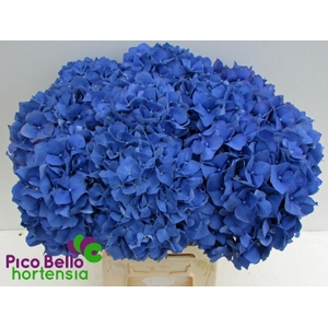 Hydrangea pimpernel