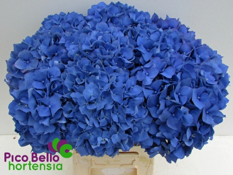 <h4>Hydrangea pimpernel</h4>