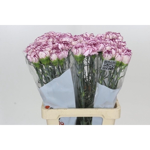 Dianthus St Mudah