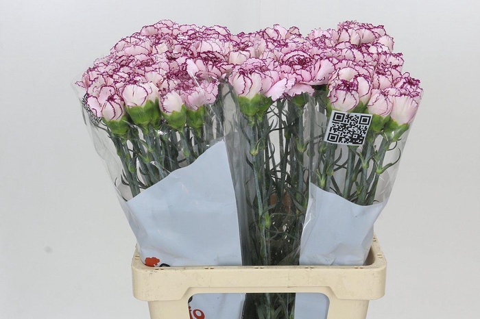<h4>Dianthus St Mudah</h4>