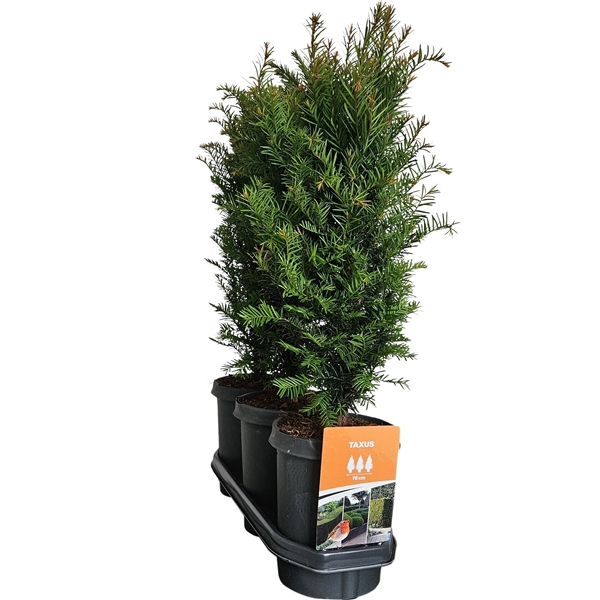 <h4>Hedgeline Taxus baccata C4</h4>