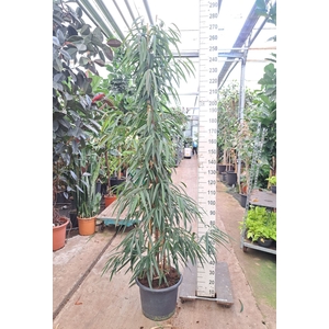 Ficus Alii