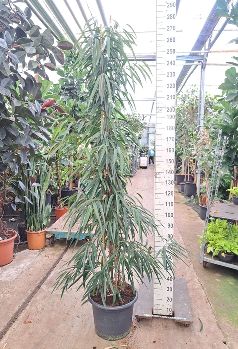 <h4>Ficus Alii</h4>