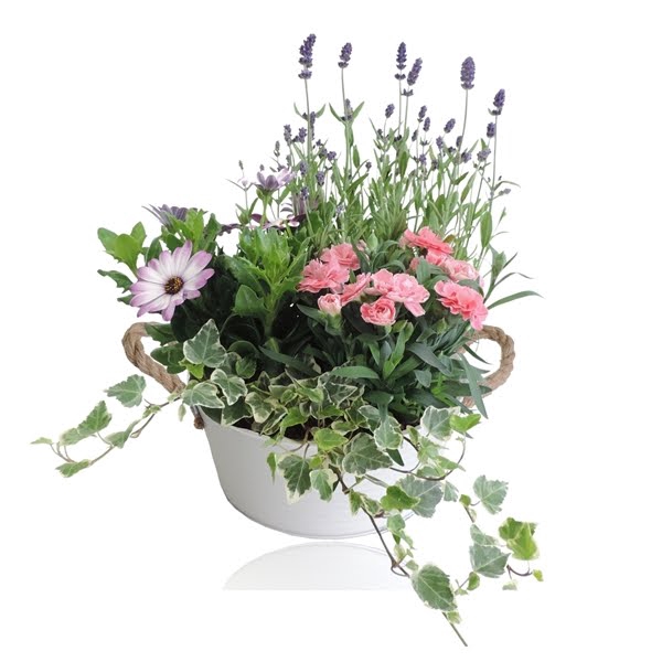 <h4>Collectie Sonja Arrangement in Zinken Schaal 21 cm</h4>