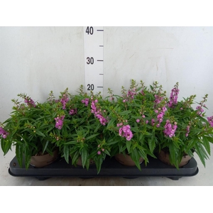 Angelonia  'Serena Lavender'
