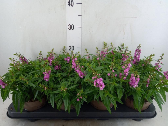 <h4>Angelonia  'Serena Lavender'</h4>