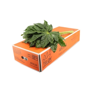 Aralia Super