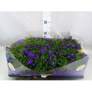 Campanula porten.