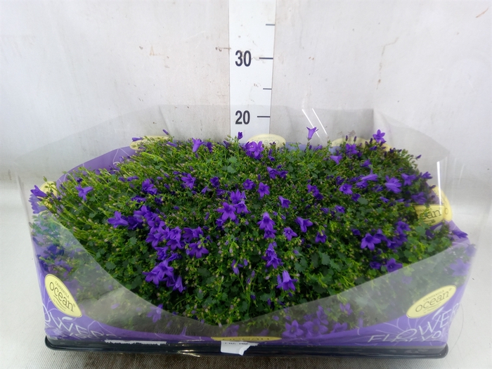 <h4>Campanula porten.</h4>