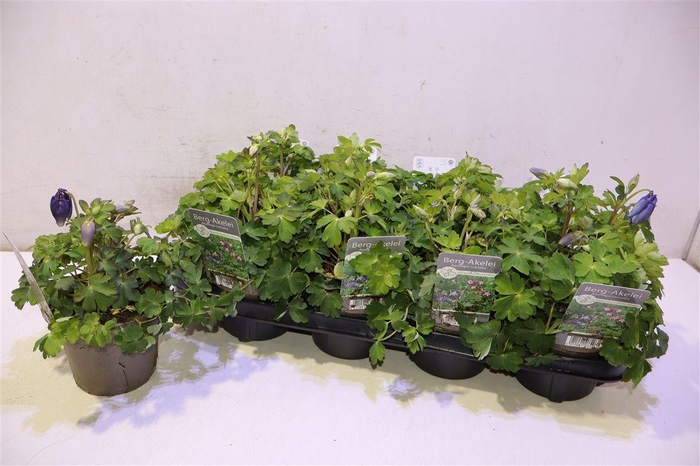 <h4>arr8 Aquil Caerulea</h4>