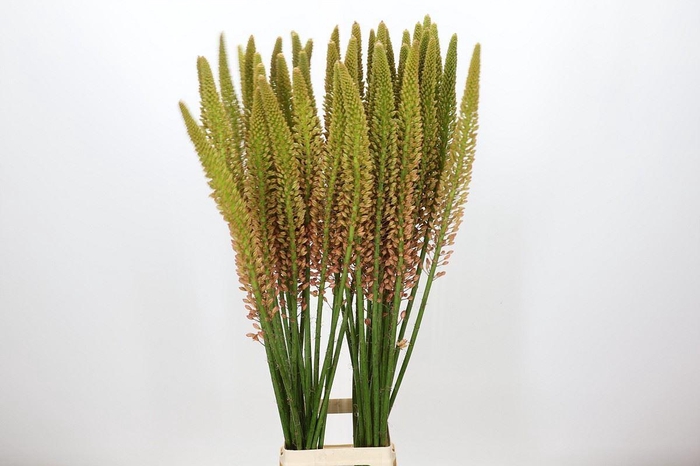 Eremurus  'Cleopatra'