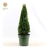 Ilex crenata 'Jenny'® Pyramid 55cm P21