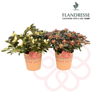 Azalea Flandresse® Christmas potcover