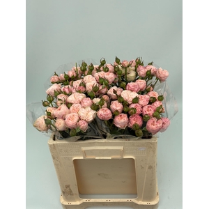 R TR ROYAL BLUSH