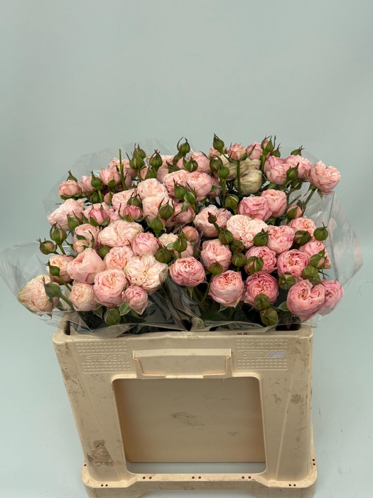 <h4>R TR ROYAL BLUSH 50 cm</h4>
