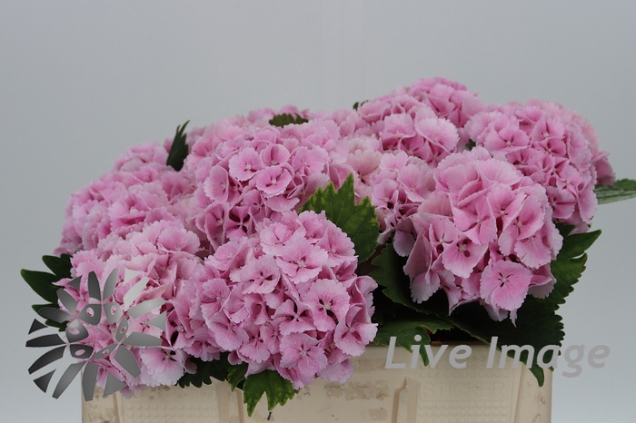 <h4>Hydrangea lollipop pink</h4>