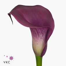 Zantedeschia sumatra