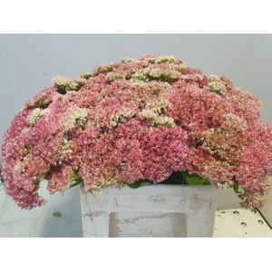 SEDUM SPECTABILE