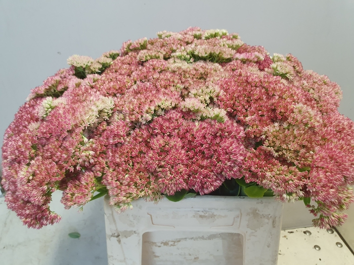 SEDUM SPECTABILE