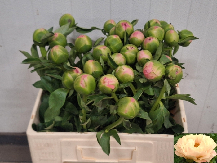 <h4>PAEO KINGS DAY</h4>