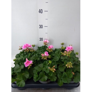Pelargonium zona.   ...F1