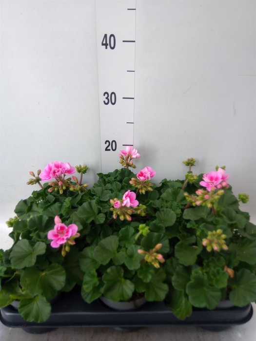 <h4>Pelargonium zona.   ...F1</h4>