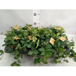 Peperomia  'Rocca Scuro'