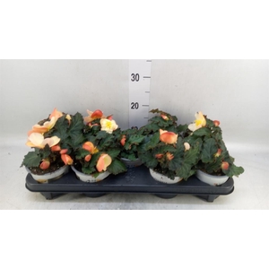 Begonia tuber. 'Fragrant FallPeach'
