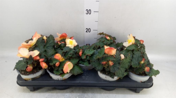 <h4>Begonia tuber. 'Fragrant FallPeach'</h4>