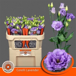 Eus G Corelli Lavender