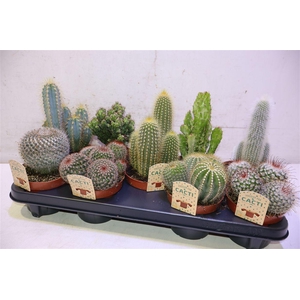 Cactus Gem