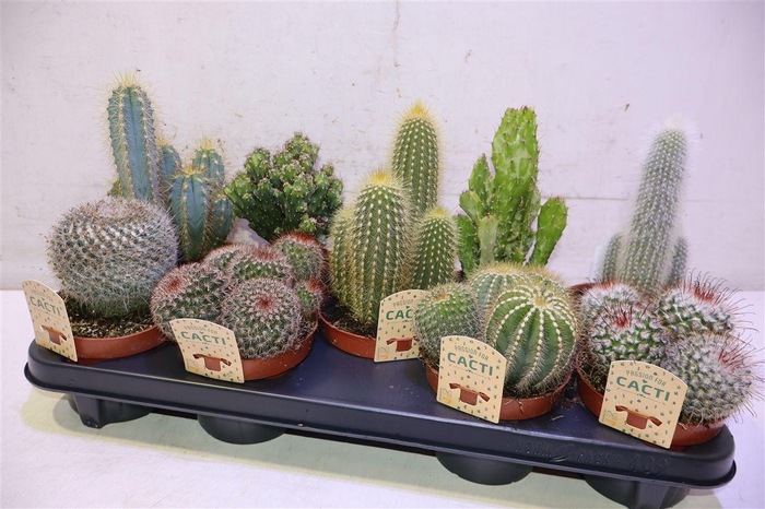 <h4>Cactus Gem</h4>