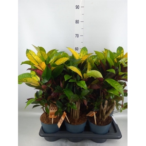 Codiaeum var. KL 'Mrs Iceton'