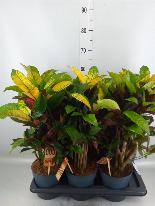 <h4>Codiaeum var. KL 'Mrs Iceton'</h4>