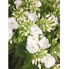 PHLOX P ICECAP