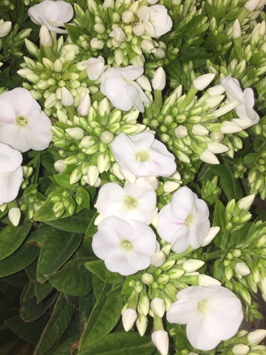 PHLOX P ICECAP