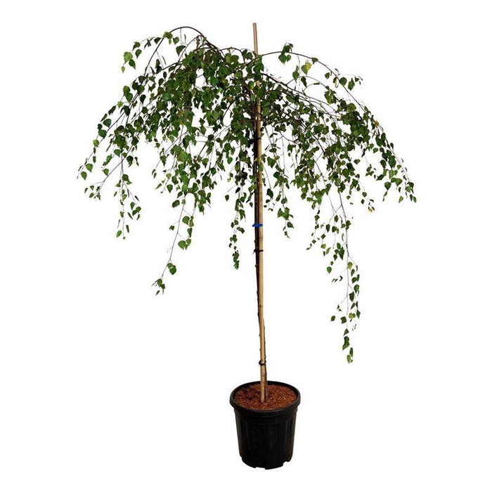<h4>Betula utilis 'Youngii'</h4>