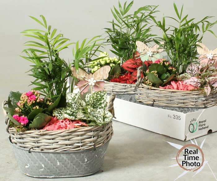 <h4>ARR KAMERPL</h4>