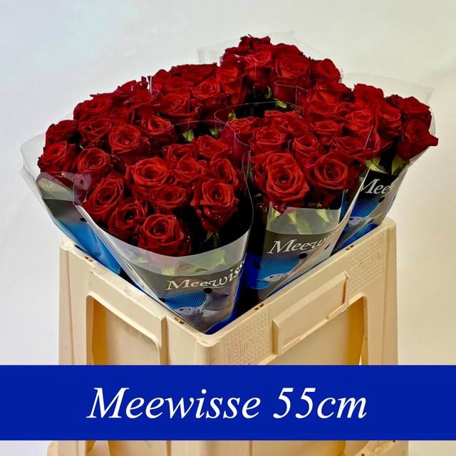 <h4>Rosa large red naomi!</h4>