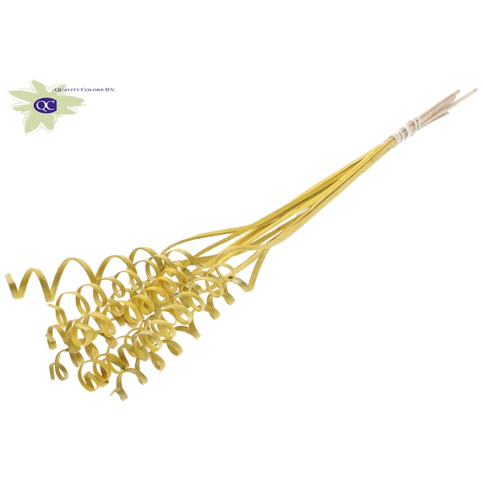 <h4>Cane Spring on stem Metallic Yellow</h4>