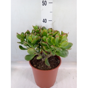 Crassula ovata 'Sunset'