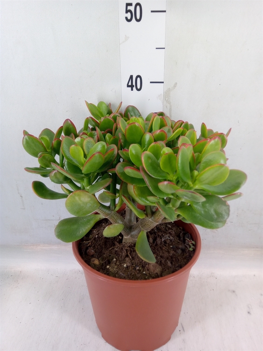 <h4>Crassula ovata 'Sunset'</h4>