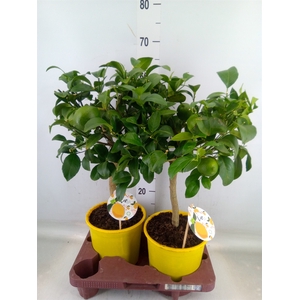 Citrus meyeri 'Meyer'