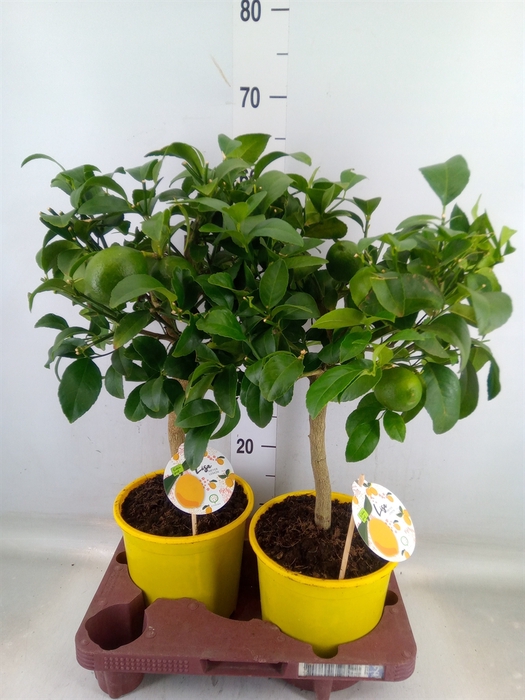 <h4>Citrus meyeri 'Meyer'</h4>