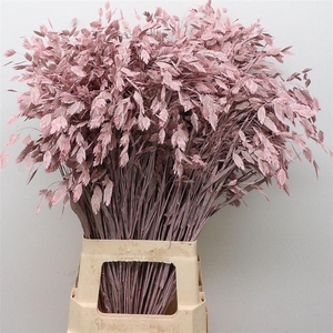 Chasmantium Klb Light Pink