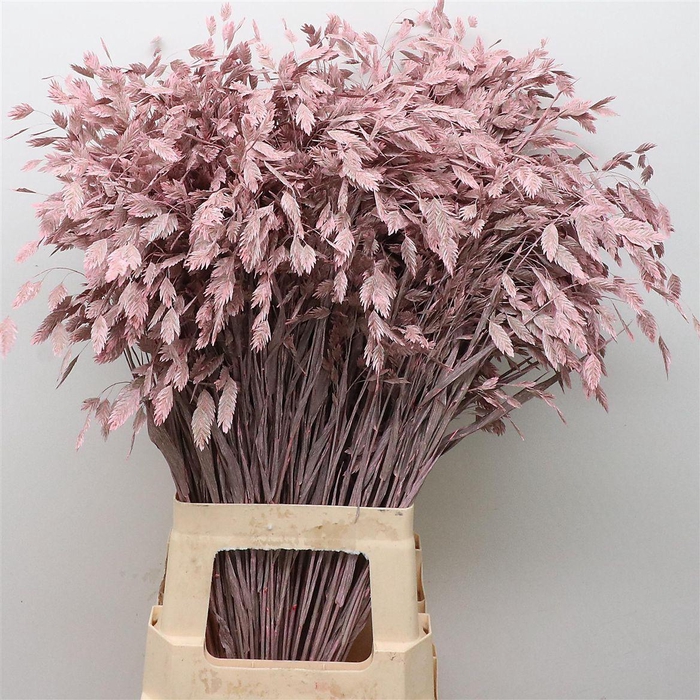 <h4>Chasmantium Klb Light Pink</h4>