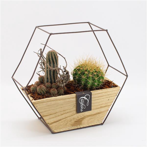 <h4>CTCR-2526 Cactus Essentials</h4>