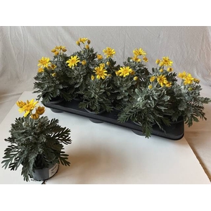 Euryops pectinatus Silver Star 10,5Ø 23cm